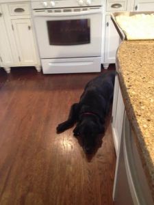 titus waiting for cookies