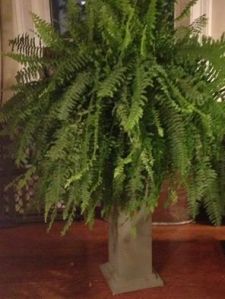 big-fern